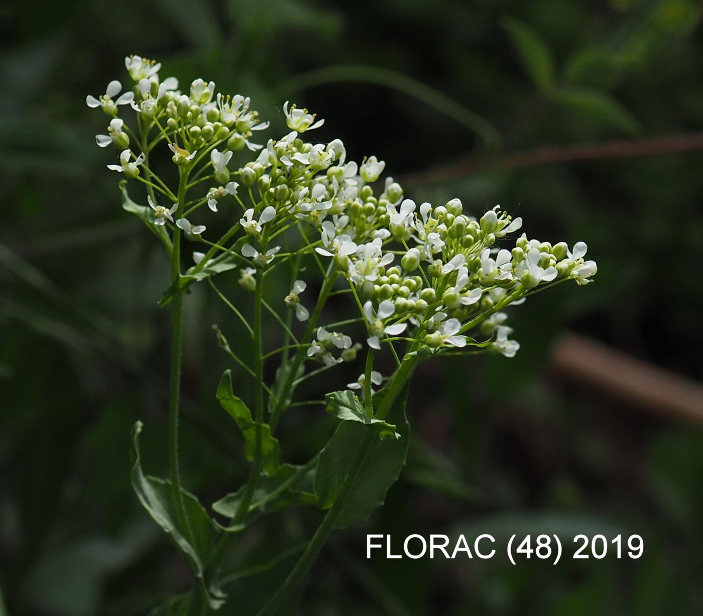 Pepperwort, Hoary flower